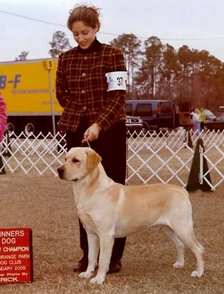 labradors/Rocky1.jpg